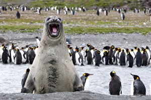 South Georgia Prints: Southern Ocean, South Georgia, southern elephant seal. An elephant seal bull bellows