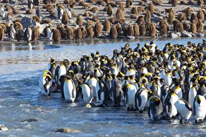 Southern Ocean, South Georgia, St. Andrews Bay. Adult king penguins stand together
