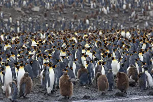 Images Dated 12th October 2021: Southern Ocean, South Georgia, St. Andrews Bay. The rookery is crowded with adults