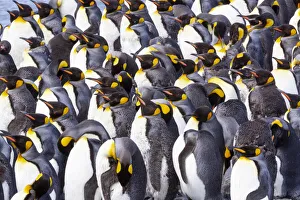 Busy Prints: Southern Ocean, South Georgia. View of a group of molting adults