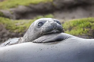 Animal Prints: Southern Ocean, South Georgia. A young elephant seal mouths the flipper of another