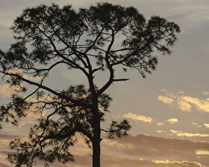 Images Dated 6th February 2018: Southern pine at sunset, Bushnell, Florida