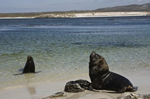 Pinniped Prints: Southern Sealion (Otaria flavescens) Bull. Kidney Island, East Falkland, Falkland Islands