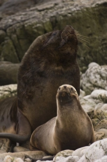 Southern Sealions (Otaria flavescens) Bull and female. Cape Dolphin designated Wildlife Sanctuary