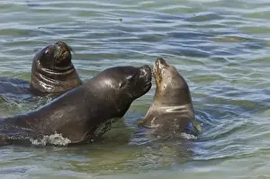 Southern Sealions (Otaria flavescens) Kidney Island, East Falkland, Falkland Islands