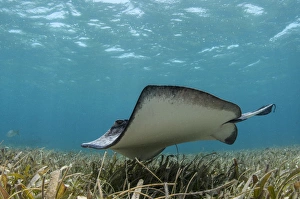 Images Dated 25th May 2015: Southern Stingray (Dasyatis americana), Belize Barrier Reef, BELIZE, Central America