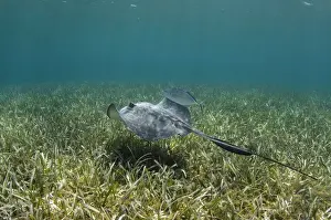 Images Dated 25th May 2015: Southern Stingray (Dasyatis americana) & Bar Jack (Caranx ruber), Belize Barrier Reef