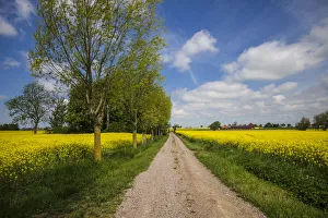 Images Dated 12th January 2020: Southern Sweden, Boste lage, country road with yellow flowers, springtime
