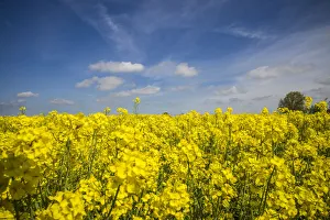 Images Dated 12th January 2020: Southern Sweden, Boste lage, filed with yellow flowers, springtime