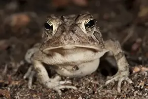 Southern Toad (Anaxyrus terrestris) Manipulated The Orianne Indigo Snake Preserve
