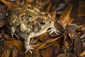 Mating Prints: Southern Toad, Bufo terrestris, breeding behavior, central Florida, USA