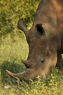 Prints of Southern white rhinoceros (Ceratotherium simum simum), Kruger National Park, South Africa Africa Prints: Southern white rhinoceros (Ceratotherium simum simum), Kruger National Park, South Africa
