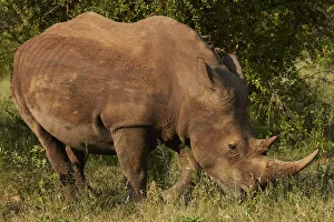 Southern white rhinoceros (Ceratotherium simum simum), Kruger National Park, South Africa