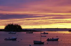 Anchor Prints: Southport Island, ME. Spruce trees silhouetted against the sunset sky at the southern