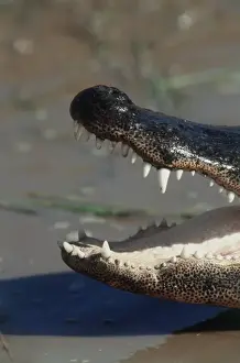 Mouth Open Prints: Southwestern United States, AmeraicanaAlligatora(Alligatoramississippiensis)