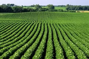 Soybean field in Waterville, Minnesota