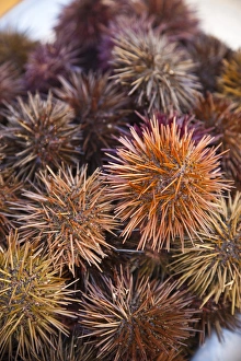 Spain, Andalucia Region, Cadiz Province, Cadiz, sea urchins for sale