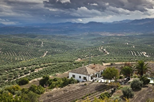 Spain, Andalucia Region, Jaen Province, Ubeda, elevated view of olive groves
