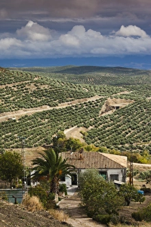 Images Dated 3rd November 2011: Spain, Andalucia Region, Jaen Province, Ubeda, elevated view of olive groves
