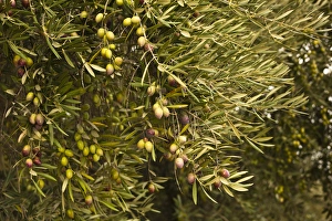 Images Dated 2nd November 2011: Spain, Andalucia Region, Jaen Province, Jaen-area, olive trees