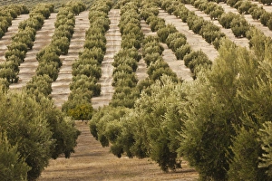 Hispanic Prints: Spain, Andalucia Region, Jaen Province, Jaen-area, olive trees