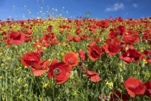 Pleasant Prints: Spain, Andalusia. A field of bright and cheerful red poppy wildflowers