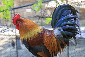 Mallorca Prints: Spain, Balearic Islands, Mallorca. Esporles. La Granja. Museum. Rooster