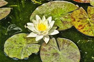 Hollice Looney Prints: Spain, Barcelona. Parc Guell, lily pad