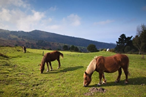 Spain, Basque Country Region, Guipuzcoa Province, Hondarribia, horses along the Jaizkibel