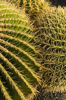 Images Dated 11th November 2019: Spain, Canary Islands, Fuerteventura Island, Caleta de Fuste, beachfront cactus