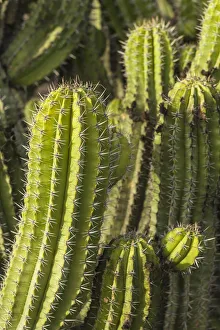 Images Dated 11th November 2019: Spain, Canary Islands, Fuerteventura Island, Caleta de Fuste, beachfront cactus