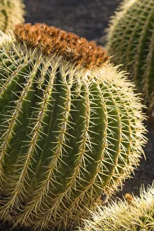 Images Dated 11th November 2019: Spain, Canary Islands, Fuerteventura Island, Caleta de Fuste, beachfront cactus