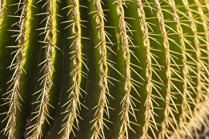 Spain, Canary Islands, Fuerteventura Island, Caleta de Fuste, beachfront cactus