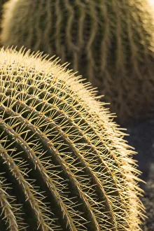 Images Dated 11th November 2019: Spain, Canary Islands, Fuerteventura Island, Caleta de Fuste, beachfront cactus