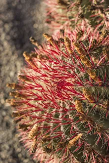Spain, Canary Islands, Fuerteventura Island, Caleta de Fuste, beachfront cactus