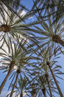 Prints of Spain, Canary Islands, Gran Canaria Island, Maspalomas, palm tree canopy Images Dated 2019 November: Spain, Canary Islands, Gran Canaria Island, Maspalomas, palm tree canopy