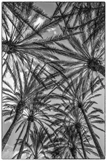 Prints of Spain, Canary Islands, Gran Canaria Island, Maspalomas, palm tree canopy Images Dated 2019 November: Spain, Canary Islands, Gran Canaria Island, Maspalomas, palm tree canopy