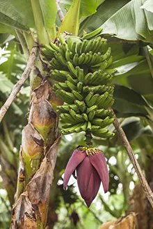 Prints of Spain, Canary Islands, La Palma Island, San Andres, banana flower Images Dated 2019 November: Spain, Canary Islands, La Palma Island, San Andres, banana flower