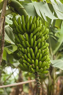 Prints of Spain, Canary Islands, La Palma Island, San Andres, bananas Images Dated 2019 November: Spain, Canary Islands, La Palma Island, San Andres, bananas