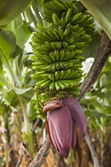 Spain, Canary Islands, La Palma Island, San Andres, banana flower