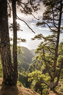 Prints of Spain, Canary Islands, La Palma Island, Mirador de Garome, elevated coastal view Images Dated 2019 November: Spain, Canary Islands, La Palma Island, Mirador de Garome, elevated coastal view