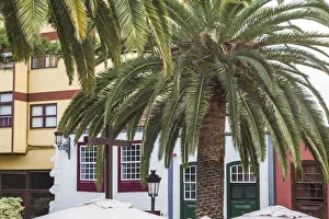 Prints of Spain, Canary Islands, La Palma Island, Santa Cruz de la Palma, palm tree Images Dated 2019 November: Spain, Canary Islands, La Palma Island, Santa Cruz de la Palma, palm tree