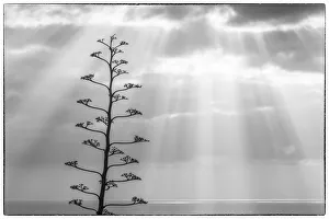Spain, Canary Islands, La Palma Island, Santa Cruz de la Palma, dramatic sky and tree