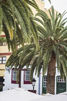 Images Dated 11th November 2019: Spain, Canary Islands, La Palma Island, Santa Cruz de la Palma, palm tree