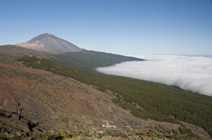 Images Dated 28th May 2010: Spain, Canary Islands, Tenerife
