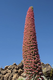 Spain, Canary Islands, Tenerife. Las Canadas National Park. Endemic plant in bloom