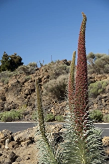 Spain, Canary Islands, Tenerife. Las Canadas National Park. Endemic plant in bloom