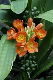 Spain, Canary Islands, Tenerife. Pueblo Chico. Tropical flower, Clivia or Kafir Lily