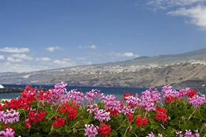 Spain, Canary Islands, Tenerife. City of Puerto De La Cruz. Coastal views from paseo de San Telmo