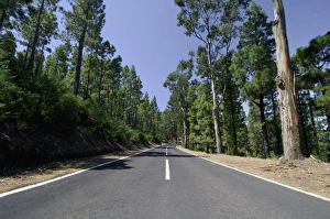 Spain, Canary Islands, Tenerife, Road to Mount Teide (Pico de Teide)